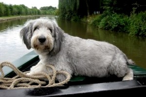 Dog on narrowboat
